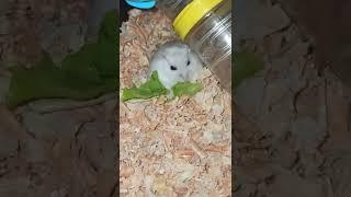 Разбудили малыша️#хомяк#хомки#животные#люблю#топ#рек#hamster#animals#love#friend#клетка#врек#втоп