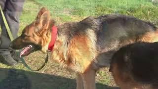 Знакомство Йоры и Геры. Немецкие овчарки. German Shepherd