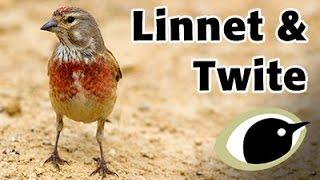 BTO Bird ID - Linnet and Twite