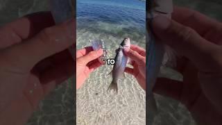 Live VS Cut Bait! #fishingvideo #saltwaterfix #fishing #fishingtechniques