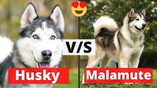 Husky v/s Malamute | What’s the Difference between the Two?