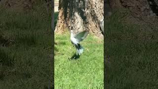 Creature of the day  #youtubeshorts #dove