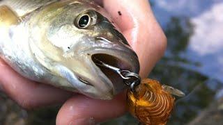 INSANE Top Water BFS Chub Fishing with Shimano Calcutta Conquest bfs (Savage Gear Cicada)