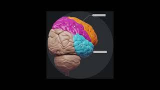 Parts of human brain #knowledge #humenbrain #generalknowledge