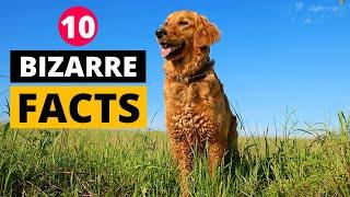 10 Fun Golden Retriever Facts you Didn't Know