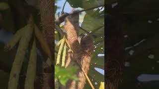 Panama Wildlife: “Three-toed Sloth” Adventures captured by Caribbean Naturalist “Rogers”.  #sloth