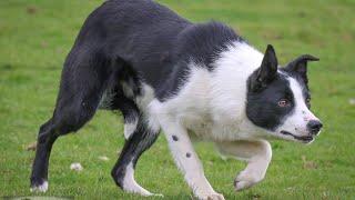 Beacons Boss.. 10 months. Lot 62 Dolgellau Online 12-14 May