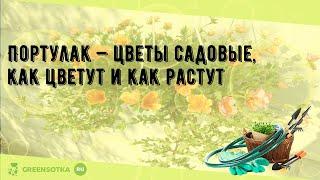 Портулак — цветы садовые, как цветут и как растут