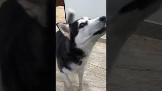 Funny Siberian Husky  “Masha “is complaining