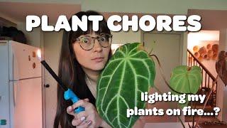 PLANT CHORES burning plants, bringing more outside, and cacti update