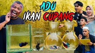 IKAN CUPANG TERCANTIK !