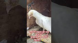 please help me family  || #help #kabutar || @JR_pigeons_loft