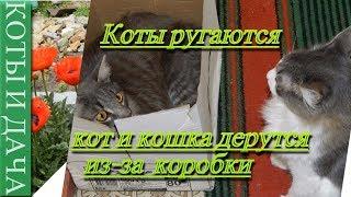 Коты ругаются. Кот и кошка дерутся. Коты и дача./Cats fighting