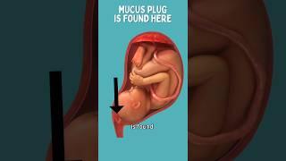 Mucus Plug Becomes Bloody Show #pregnancy
