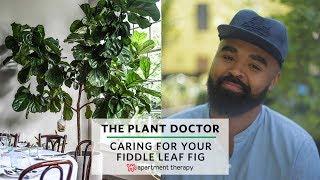 How To Care For Your Fiddle Leaf Fig | The Plant Doctor