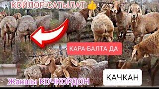 КОЙЛОР САТЫЛАТ КАРА-БАЛТАДА АРАШАН КОЙЛОР БООЗ ЖАКШЫ КОЧКОРДОН КАЧКАН ЖАКСА ЧАЛЫНЫЗ КӨРӨРМАН