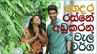 Reduce Heat with Plants | රස්නේ නැති කරගන්න ලාබම දේ? | Episode 72