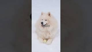 Adorable Samoyed - The Smiling Fluffball! #samoyed #adorable #dog #pets #animals #trending #shorts