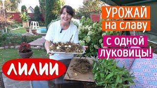 Накопала урожай с ОДНОЙ луковицы! Научу Вас также!