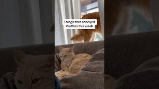 Things that annoyed Waffles this week #cats #shorts #pets