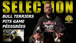 HE SPILLS EVERYTHING!! Florent Vanelle, the king of the working Bull Terrier: selection, pedigrees.
