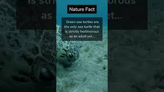 Nature Fact #factshorts #nature #calm