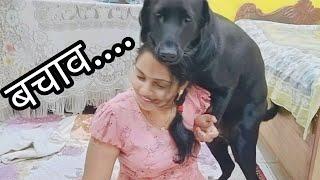 Jenny Pagal Ho Gai Hai|| Jenny Hui Out Of Control #pawsplanetbingo #doglover#dog