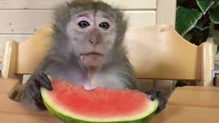 Pet Monkeys and watermelon