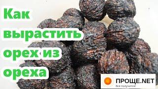 Как вырастить Орех из ореха - от А до Я.Подготовка к стратификации.Грецкий орех Идеал, Чёрный орех.