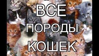 ВСЕ ПОРОДЫ КОШЕК