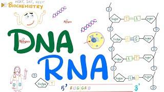 DNA & RNA | Molecular Biology 