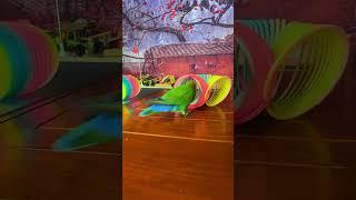 Bird Training : Smart lovebird Parrot | Smart Little Cute Parrot #training #smartparrot #cute