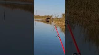 Лошадки у водопоя. Астраханская область. Река Волга. Рыбалка. Осень 2023 Horses at a watering hole.