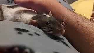 Jealous Pet Rat