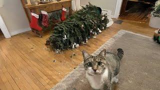 Meowy Christmas! Cats Meeting Christmas Tree for the First Time