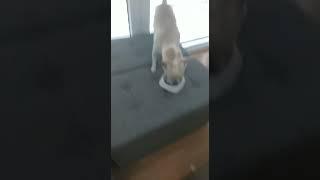 Roko chihuahua eat time