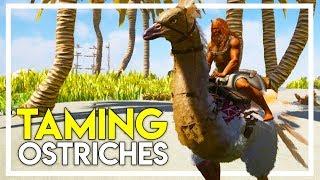 Taming Giant Chickens! (Ostriches) (Ark Atlas Gameplay #24)