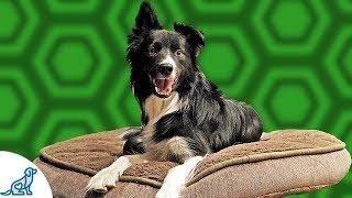 Teach Your Dog To Go To Bed And RELAX - Professional Dog Training Tips