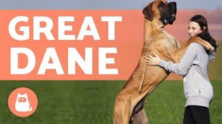 GREAT DANE - The Gentle Giants of the Dog World