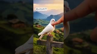 pigeon poke it #shorts #pigeon