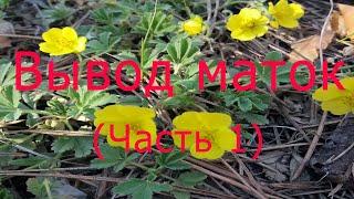 Вывод маток (Часть 1)