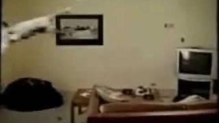 cat fan