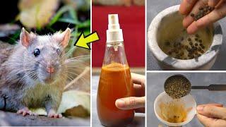 How to get rid of garden rats naturally without killing them - Keep rats out of your yard