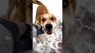 The funny dog eats an icicle | Мухич пожиратель сосулек