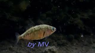 Gasterosteus aculeatus (Three-spined stickleback)