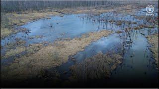 World Wetlands Day 2025: 'Protecting Wetlands for Our Common Future'