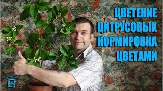 Цветение цитрусовых. Нормировка цветами. #Цитрусовые