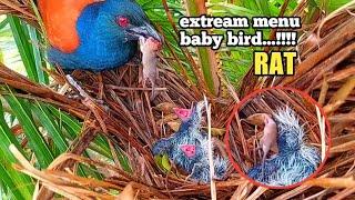 baby bird are able to swallow mice whole