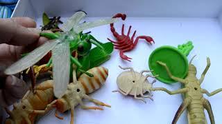 Insects. Overview. A box of toys.