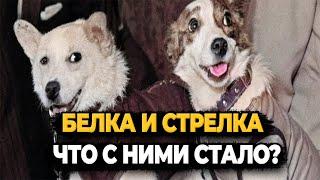 БЕЛКА И СТРЕЛКА: ЧТО С НИМИ СТАЛО ПОСЛЕ ПОЛЁТА?